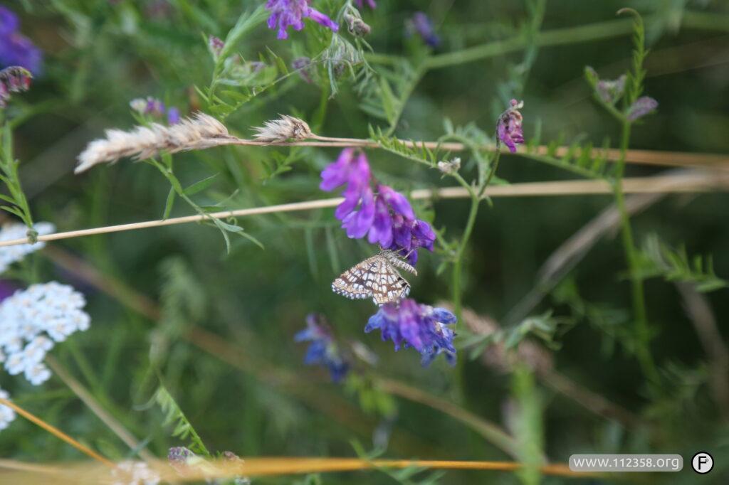 wabienie_motyli_w_ogrodzie_13