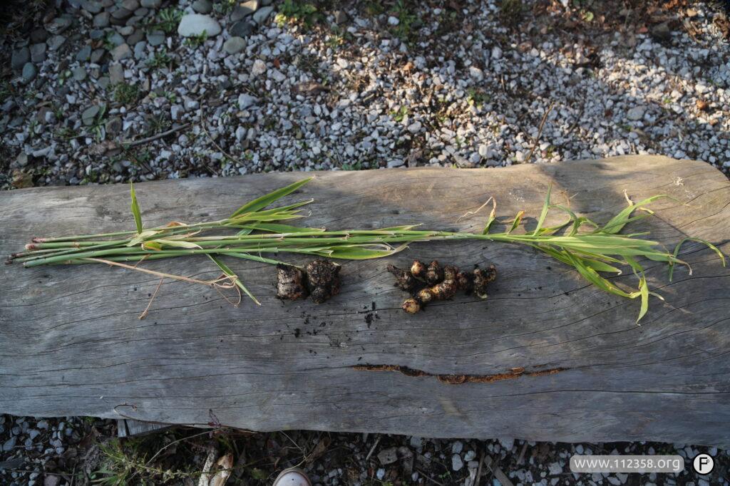 imbir_hodowla_w_szklarni_i_ogrodku_3